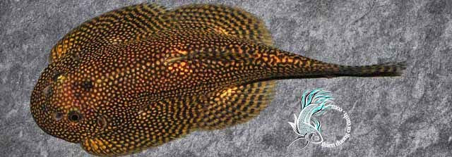 Tỳ bà bướm là giống cá nước ngọt bản địa quý hiếm của Việt Nam. Loài cá này chỉ phân bố ở các sông suối nước ngọt, có dòng chảy mạnh tại các tỉnh miền Trung như Bình Định, Quảng Ngãi, Quảng Nam, Đà Nẵng,...