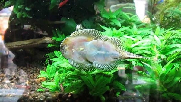 Hiện nay công tác nuôi dưỡng cá tỳ bà bướm gặp khó khăn do tỷ lệ sống của cá còn thấp sau khi vận chuyển từ môi trường tự nhiên về TPHCM.