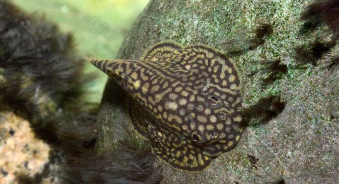 Đó là cá tỳ bà bướm beo, tỳ bà bướm hổ và tỳ bà bướm đốm.