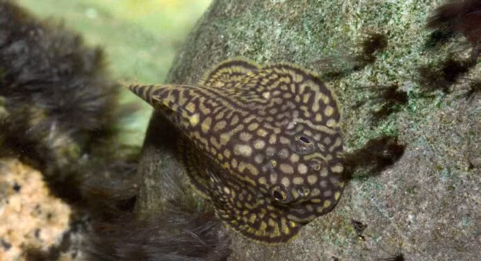 Đó là cá tỳ bà bướm beo, tỳ bà bướm hổ và tỳ bà bướm đốm.