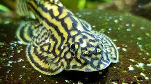 Đây là loài cá tự nhiên đang được khai thác rất nhiều để phục vụ cho xuất khẩu, dẫn đến sản lượng cá ngoài tự nhiên ngày càng cạn kiệt.