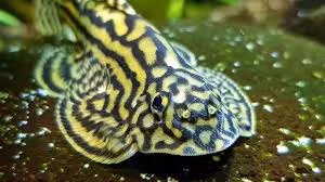 Đây là loài cá tự nhiên đang được khai thác rất nhiều để phục vụ cho xuất khẩu, dẫn đến sản lượng cá ngoài tự nhiên ngày càng cạn kiệt.