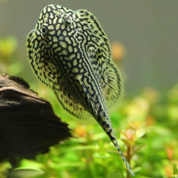 Có thể nuôi cá trong bể có trồng cây thủy sinh hoặc đặt đá, gốc lũa. Cá nuôi có màu sắc đẹp, các hoa văn rõ nét giống màu sắc cá ngoài tự nhiên. Tỉ lệ sống cá sau thuần dưỡng từ 75-87%. Trong khi nuôi ở điều kiện bình thường sau khi khai thác, tỷ lệ sống chỉ từ 50 – 70%.