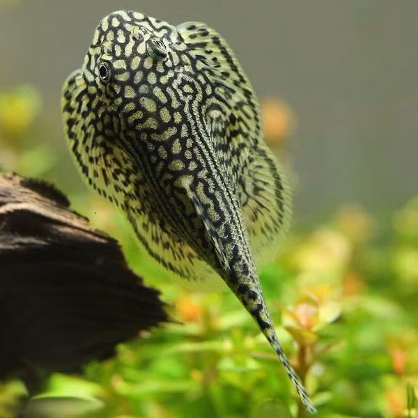 Có thể nuôi cá trong bể có trồng cây thủy sinh hoặc đặt đá, gốc lũa. Cá nuôi có màu sắc đẹp, các hoa văn rõ nét giống màu sắc cá ngoài tự nhiên. Tỉ lệ sống cá sau thuần dưỡng từ 75-87%. Trong khi nuôi ở điều kiện bình thường sau khi khai thác, tỷ lệ sống chỉ từ 50 – 70%.