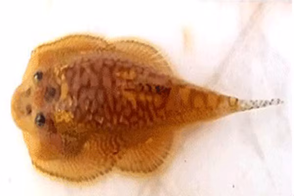 Hiện tại, nhóm nghiên cứu sẵn sàng chuyển giao và hướng dẫn trực tiếp quy trình kỹ thuật thuần dưỡng cá tỳ bà bướm cho các hộ dân kinh doanh cá cảnh để tăng tỷ lệ sống của cá, giảm bớt lượng cá khai thác ngoài tự nhiên, góp phần bảo tồn nguồn cá tự nhiên bản địa.