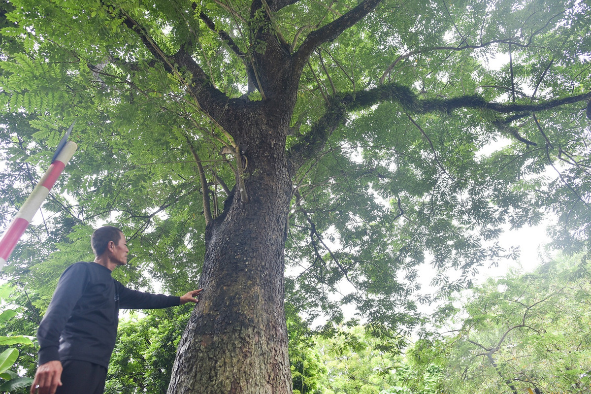 Cây sưa cổ thụ nhất được ước tính hơn 100 năm tuổi nằm ngay trước đình, có đường kính hơn 1m, cỡ hai vòng tay người lớn, cao khoảng 15 m và tán lá tỏa ra rộng. Cây sưa này từng được giới kinh doanh gỗ trả giá trên 60 tỷ đồng.