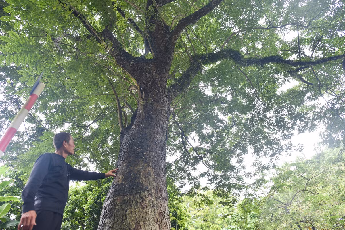 Cây sưa cổ thụ nhất được ước tính hơn 100 năm tuổi nằm ngay trước đình, có đường kính hơn 1m, cỡ hai vòng tay người lớn, cao khoảng 15 m và tán lá tỏa ra rộng. Cây sưa này từng được giới kinh doanh gỗ trả giá trên 60 tỷ đồng.