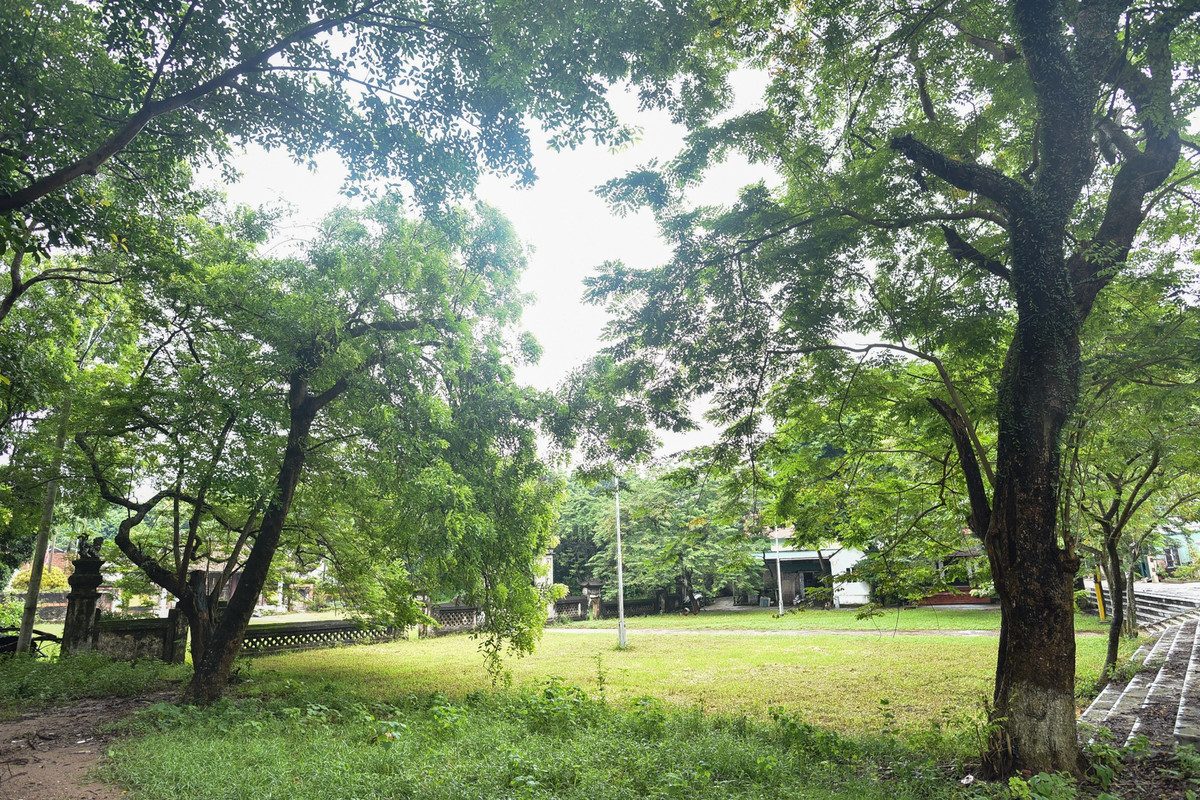 Khoảng 10 năm trở lại đây, gỗ sưa được coi như báu vật, giá bán đắt hơn vàng ròng. Sưa lớn, sưa bé đều được thương lái lùng mua ráo riết.