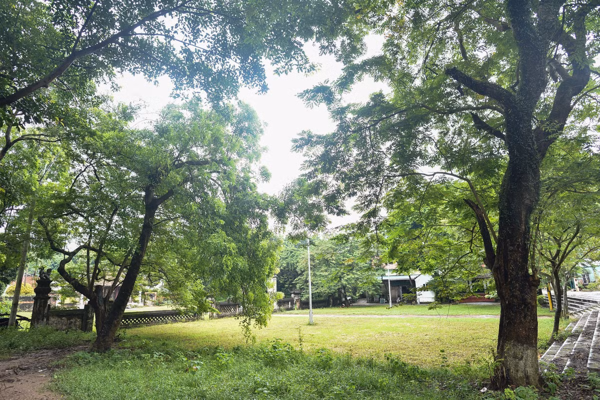 Khoảng 10 năm trở lại đây, gỗ sưa được coi như báu vật, giá bán đắt hơn vàng ròng. Sưa lớn, sưa bé đều được thương lái lùng mua ráo riết.