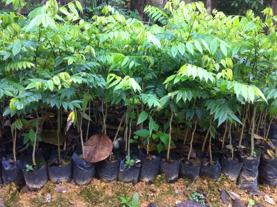 Tuy nhiên kỹ thuật trồng cây sưa làm sao để mang lại hiệu quả kinh tế cao nhất quả thực không hề đơn giản. Bởi cây sưa là loài trồng lâu năm lại quý hiếm nên đòi hỏi người trồng cây sưa phải thực sự kiên trì.