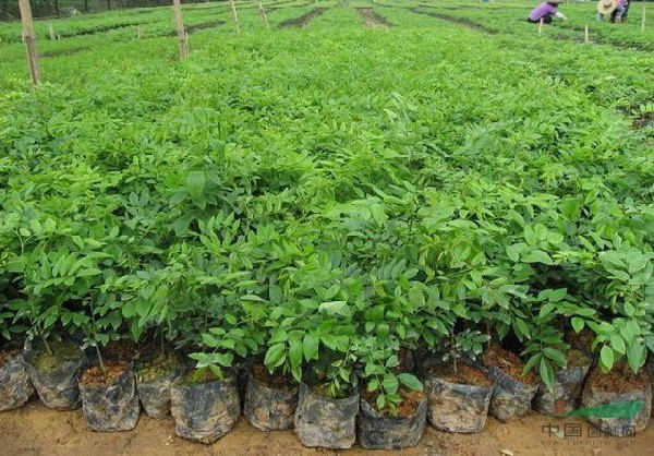 Cây sưa thuộc loại ưa sáng, ưa đất sâu, dày, độ ẩm cao. Đất trồng sưa nên dưới 30 độ, không bị ngập úng, đất không bị ô nhiễm hay nhiễm khuẩn và có độ sáng cao...