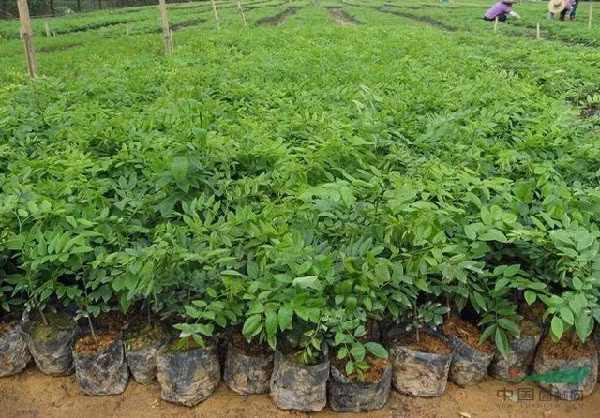 Cây sưa thuộc loại ưa sáng, ưa đất sâu, dày, độ ẩm cao. Đất trồng sưa nên dưới 30 độ, không bị ngập úng, đất không bị ô nhiễm hay nhiễm khuẩn và có độ sáng cao...