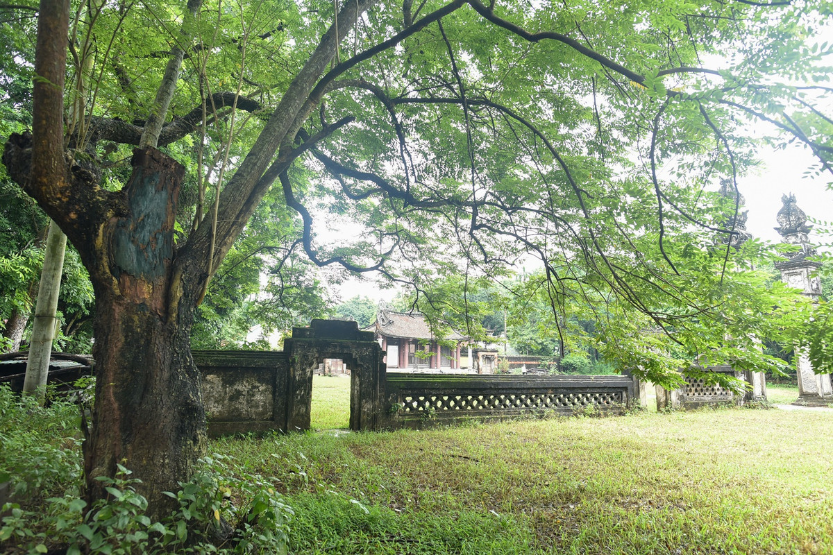 Tại đình làng Quán Giá, xã Yên Sở (huyện Hoài Đức, Hà Nội) có 3 cây sưa hàng trăm tuổi quý hiếm.