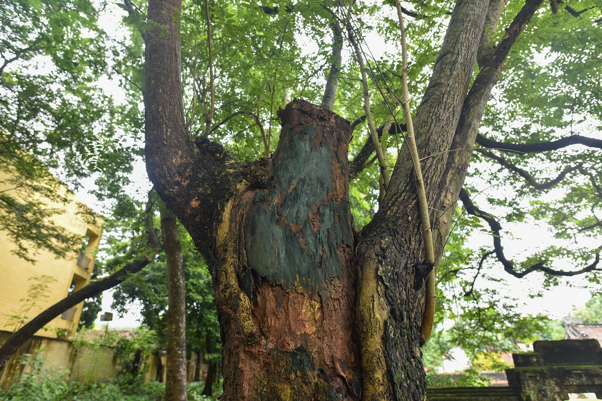 Cây sưa trên 130 tuổi ở làng Phụ Chính, xã Hòa Chính, huyện Chương Mỹ. Thời điểm sưa sốt giá, cây sưa này từng được thương lái định giá tới 100 tỷ đồng.