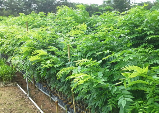 Sưa là cây gỗ nhỡ, rụng lá theo mùa, cao từ 6-12m, sinh trưởng trung bình. Thân cây dạng hợp trục, dáng phân tán. Vỏ thân cây màu vàng nâu hay xám, nứt dọc. Cành non màu xanh, có lông mịn thưa. Lá mọc cách, cấu tạo lá dạng kép lông chim lẻ, mỗi là kép có từ 9-17 lá chét đính so-le trên cuống chính.