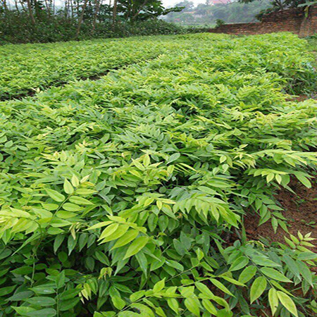 Kỹ thuật trồng cây sưa bằng cách gieo hạt hoặc cũng có thể trồng bầu cây. Nếu gieo hạt thời gian sinh trưởng chậm hơn nhưng tỷ lệ kháng bệnh lại cao hơn.