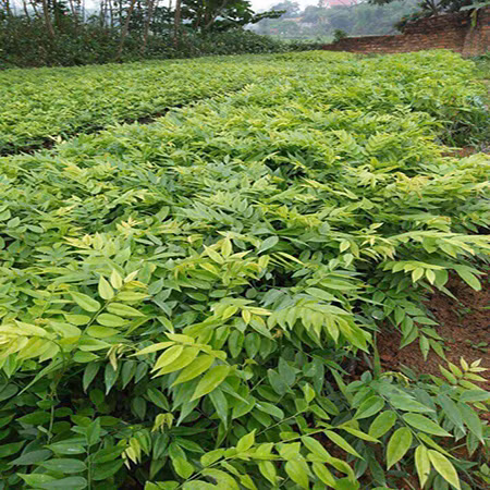 Kỹ thuật trồng cây sưa bằng cách gieo hạt hoặc cũng có thể trồng bầu cây. Nếu gieo hạt thời gian sinh trưởng chậm hơn nhưng tỷ lệ kháng bệnh lại cao hơn.