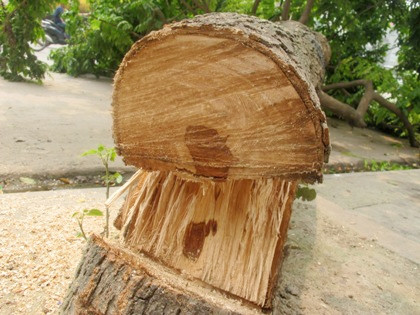 Dù đã qua thời kỳ cao điểm, nhưng cây sưa vẫn mang lại giá trị kinh tế cao nếu được trồng và chăm sóc đúng cách bởi theo quan niệm của người dân, gỗ sưa dùng làm đồ tâm linh, phong thủy rất tốt. Ống kính máy ảnh làm từ gỗ.