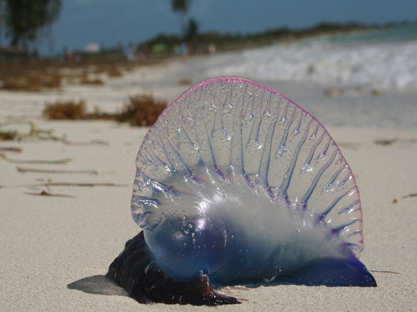 Loài Man O’War Bồ Đào Nha với bề ngoài trong suốt giống sứa nhưng thực chất là một tập hợp quần thể gồm nhiều cá thể nhỏ hợp thành. Chúng có những xúc tu dài mang nọc độc, những vết chích gây đau đớn, có thể giết các loài sinh vật có kích thước lớn hơn, và gây chết người trong một số trường hợp.