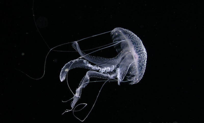 Sứa có kích thước đa dạng, con to có thể lớn như cơ thể người trưởng thành, con nhỏ chỉ bằng đầu kim. Một vài loại có thể được chế biến thành thức ăn. Sứa được tìm thấy ở khắp mọi nơi trên đại dương từ tầng giữa đến dưới đáy biển sâu. Chúng không có não nhưng có mắt, hệ thần kinh của sứa là một mạng lưới lỏng lẻo nằm trong lớp biểu bì.