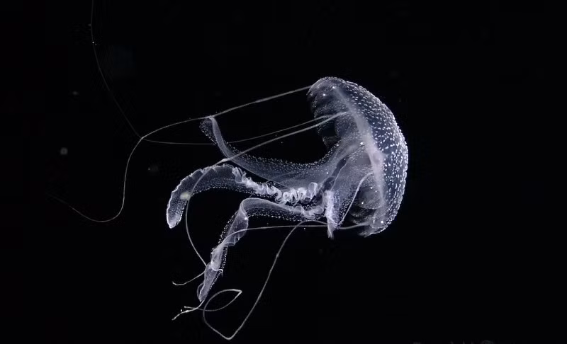 Sứa có kích thước đa dạng, con to có thể lớn như cơ thể người trưởng thành, con nhỏ chỉ bằng đầu kim. Một vài loại có thể được chế biến thành thức ăn. Sứa được tìm thấy ở khắp mọi nơi trên đại dương từ tầng giữa đến dưới đáy biển sâu. Chúng không có não nhưng có mắt, hệ thần kinh của sứa là một mạng lưới lỏng lẻo nằm trong lớp biểu bì.