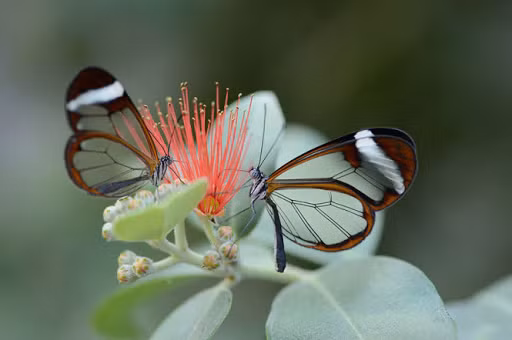 Bướm cánh thủy tinh là loài bướm lớn và có đôi cánh trong suốt kỳ diệu. Loài côn trùng thụ phấn này không thích những bữa ăn vội vàng, nó có thể bỏ ra hàng giờ đậu trên một bông hoa duy nhất để hút mật.