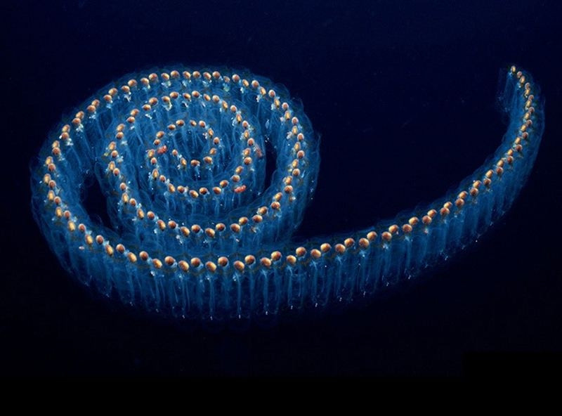 Salp là một loài sinh vật biển có thân trong suốt giống như thạch, sinh sống ở những vùng biển lạnh, thường liên kết thành một chuỗi dài hoặc sống đơn lẻ tùy vào từng chu kì. Thức ăn của chúng là các sinh vật phù du. Salp rất phổ biến ở vùng xích đạo trên biển, khí hậu ôn hòa và vùng lạnh.