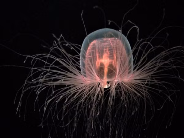 Không chỉ sinh ra với bề ngoài trong suốt, Turritopsis Dohrnii còn là loài bất tử. Chúng sống ở Địa Trung Hải và Nhật Bản với vòng đời bất tận gây tò mò cho rất nhiều nhà khoa học trên thế giới.