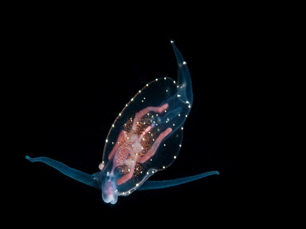 Sên biển là loài động vật ăn thịt rất chậm chạp, hầu như chỉ kiếm ăn quanh khu vực chúng sinh sống. Để xác định con mồi, chúng sử dụng hai xúc tu có tính nhạy cảm rất cao nằm trên đỉnh đầu. Sên biển chuyển hóa màu sắc từ những thứ mà chúng đã ăn, điều này giúp có thể dễ dàng ngụy trang. Một số thí nghiệm còn cho thấy loài động vật đặc biệt này còn giữ lại các chất độc của con mồi và sử dụng như một loại vũ khí để chống lại kẻ thù.