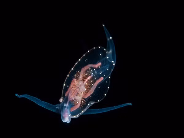 Sên biển là loài động vật ăn thịt rất chậm chạp, hầu như chỉ kiếm ăn quanh khu vực chúng sinh sống. Để xác định con mồi, chúng sử dụng hai xúc tu có tính nhạy cảm rất cao nằm trên đỉnh đầu. Sên biển chuyển hóa màu sắc từ những thứ mà chúng đã ăn, điều này giúp có thể dễ dàng ngụy trang. Một số thí nghiệm còn cho thấy loài động vật đặc biệt này còn giữ lại các chất độc của con mồi và sử dụng như một loại vũ khí để chống lại kẻ thù.