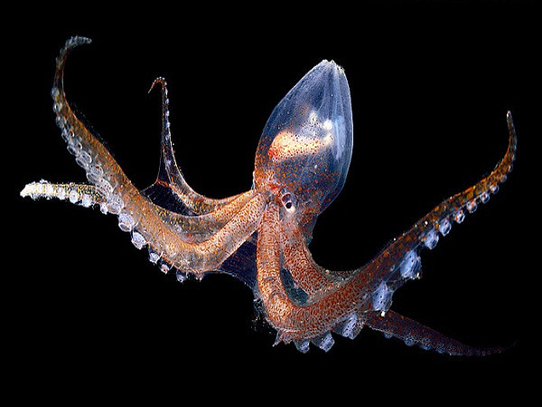 Bạch tuộc thủy tinh trông giống như một tác phẩm điêu khắc nhưng là sinh vật có thật. Nó có nguồn gốc từ họ Amphitredidae, hoàn toàn trong suốt và được tìm thấy ở các vùng biển nhiệt đới.