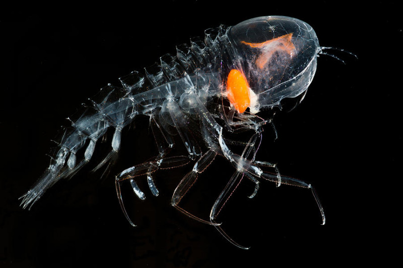 Loài bọ biển nhỏ bé và trong suốt, có đôi mắt to giống như chiếc mũ bảo hiểm được gắn trên đỉnh đầu của chúng, cấu tạo của mắt gồm 32 võng mạc, 16 trong số đó giúp chúng nhìn rõ mọi thứ dưới biển hơn những loài cá khác. Sống dưới độ sâu từ 150 đến 500 mét. Thức ăn của chúng là xác thối, tảo và côn trùng nhỏ. Hai chân phía trước cầm nắm thức ăn và được trang bị các gai sắc nhọn.