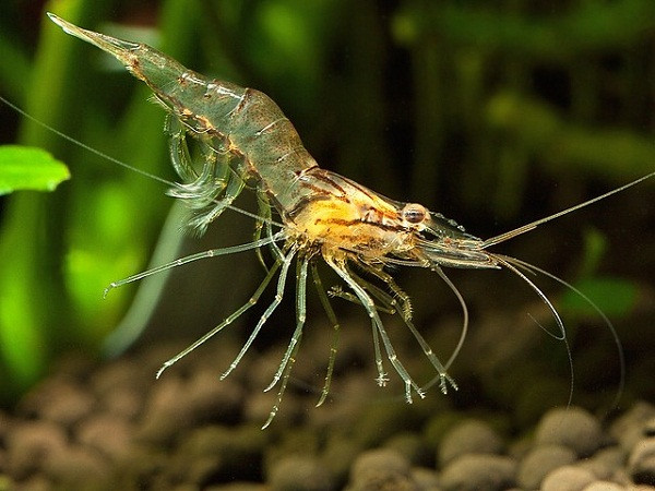 Người ta gọi loài này là tôm ma vì vẻ ngoài trong suốt gần như không bị nhìn thấy của chúng. Loài tôm này ăn những sinh vật phù du và sống chủ yếu ở các hồ nước ngọt phía đông nam Hoa Kỳ.