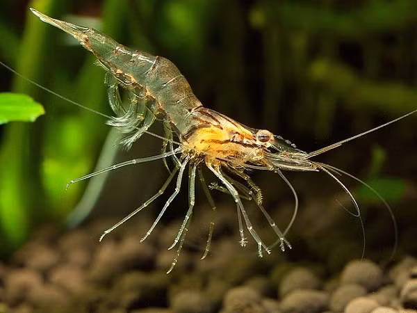 Người ta gọi loài này là tôm ma vì vẻ ngoài trong suốt gần như không bị nhìn thấy của chúng. Loài tôm này ăn những sinh vật phù du và sống chủ yếu ở các hồ nước ngọt phía đông nam Hoa Kỳ.