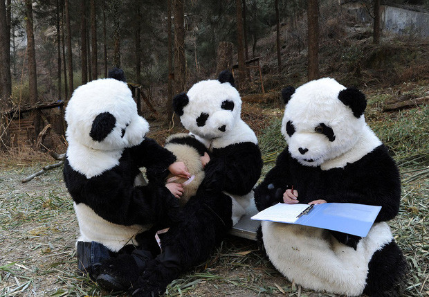 Vì vậy những nhân viên ở đây đã mặc những bộ trang phục hoá trang thành gấu trúc để tiện chăm sóc, và chơi đùa cùng loài vật vừa quý hiếm vừa đáng yêu này hơn.