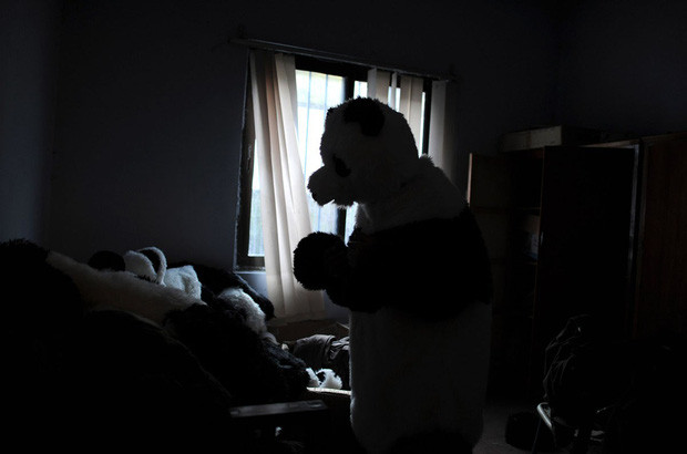 Gấu trúc là loài vật cần có những người chăm sóc như vú em cận kề. Công việc của những vú em này chính là chăm sóc việc ăn uống, vui chơi cho chúng.