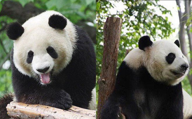 Kể từ năm 2006, chương trình nhân giống đã thả 7 con gấu trúc nuôi nhốt vào tự nhiên, hai trong số đó đã chết.