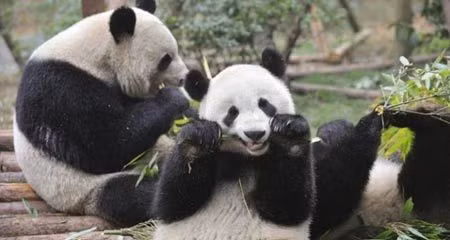 Những chú gấu trúc đáng yêu nghịch ngợm.