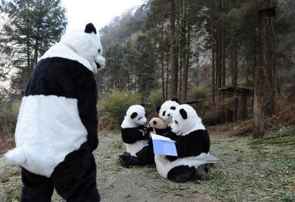 Để màn hóa trang được chân thực, các nhân viên vườn thú thậm chí còn phải dùng phân và nước tiểu của loài gấu trúc trát vào những bộ quần áo mình đang mặc.