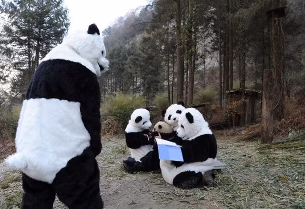 Để màn hóa trang được chân thực, các nhân viên vườn thú thậm chí còn phải dùng phân và nước tiểu của loài gấu trúc trát vào những bộ quần áo mình đang mặc.