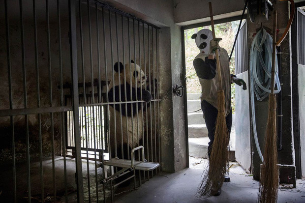 Một chú gấu bị nhốt đang nũng nịu được thả ra để chơi vô cùng đáng yêu.