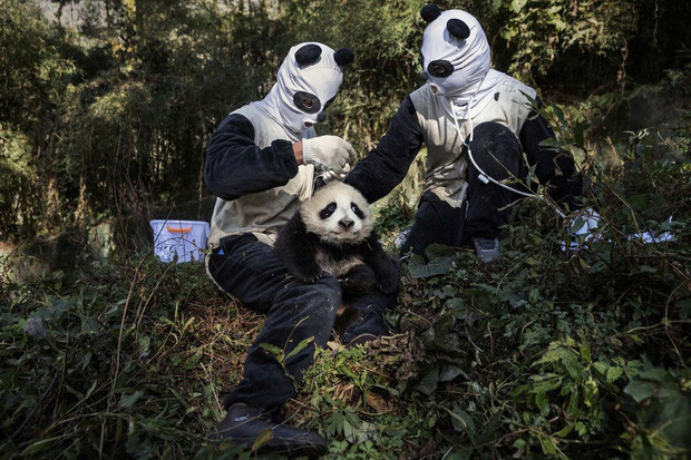 Những cục bông tròn lẳn ngoan ngoãn dưới sự chăm sóc của nhân viên trung tâm.