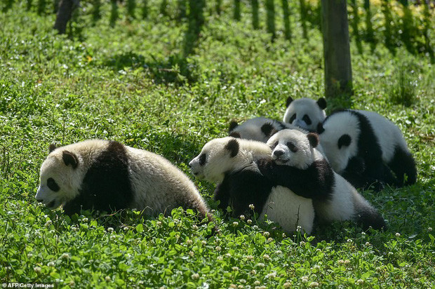 Các nhà nghiên cứu, nhân viên chăm sóc đã làm việc trong nhiều thập kỷ tại khu bảo tồn thiên nhiên quốc gia Ngoạ Long và cơ sở nghiên cứu nhân giống gấu trúc khổng lồ Thành Đô để chăm sóc, bảo vệ loài động vật quý hiếm này và đưa chúng về tự nhiên.