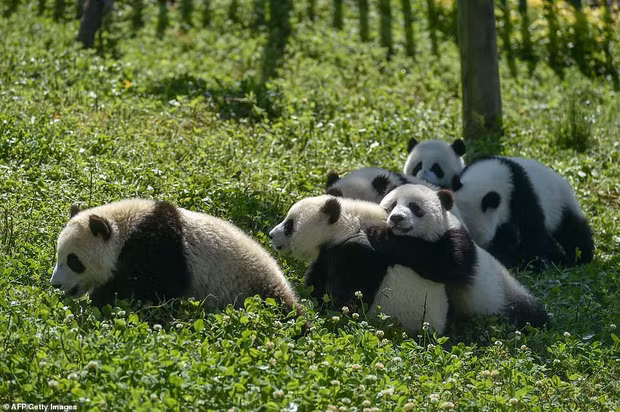 Các nhà nghiên cứu, nhân viên chăm sóc đã làm việc trong nhiều thập kỷ tại khu bảo tồn thiên nhiên quốc gia Ngoạ Long và cơ sở nghiên cứu nhân giống gấu trúc khổng lồ Thành Đô để chăm sóc, bảo vệ loài động vật quý hiếm này và đưa chúng về tự nhiên.