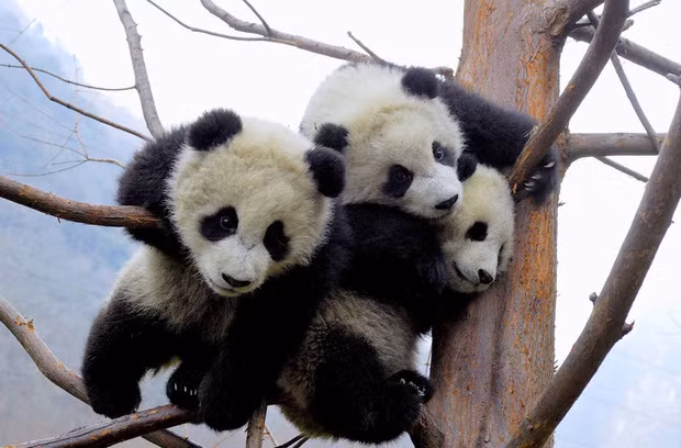 Tại những khu bảo tồn thiên nhiên, nơi gấu trúc được nuôi dưỡng và chăm sóc có một nghề hết sức dễ thương mà ai nhìn cũng phải tan chảy.