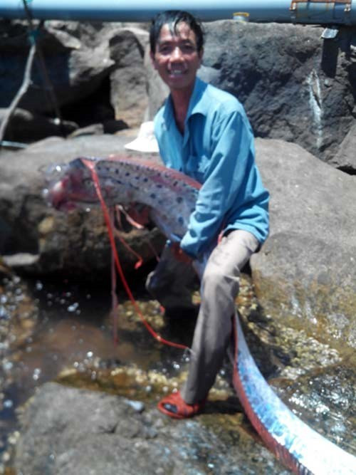 Con cá này có hình dạng vô cùng kỳ quái với chiều dài 4,2m, cân nặng 29,6kg, thân rộng khoảng 30cm.