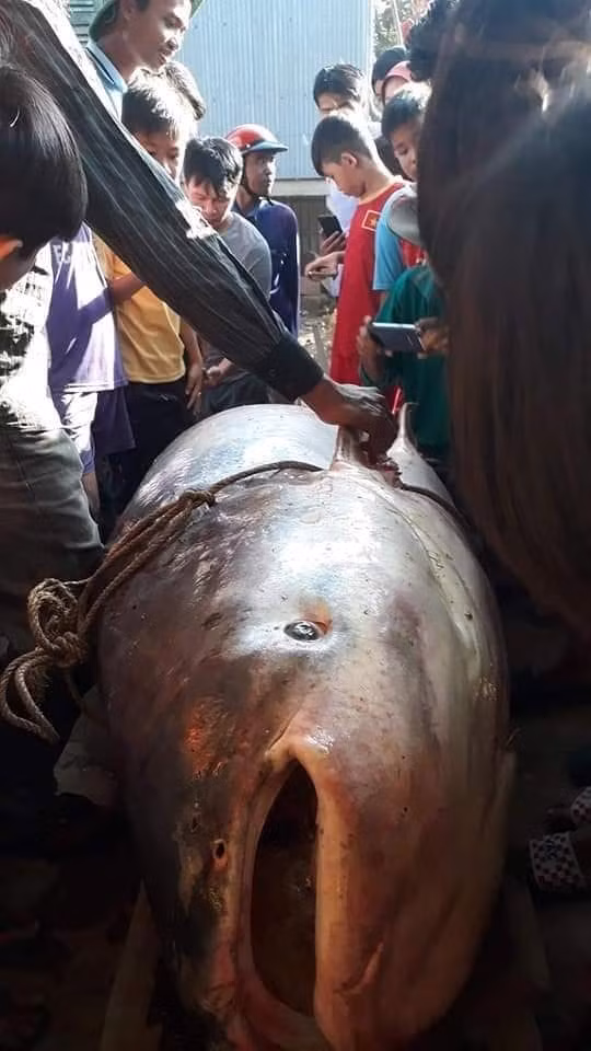 Người dân phải dùng đến 3 cân loại 100kg nhưng không thể cân được nên buộc phải đưa về vựa cá, dùng 3 cân loại 120kg ghép lại mới cân nổi. Trọng lượng con cá "khủng" này được xác định cuối cùng là 230kg.