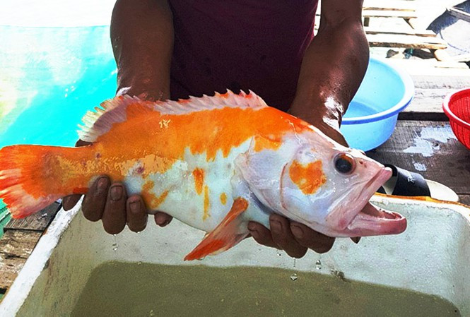 Con cá dài hơn 40cm, nặng 2kg là cá da trơn, không vảy, thân màu vàng trắng rất lạ. Hai mắt cá và vây viền màu vàng cam. Những ngư dân lâu năm tại Lộc Vĩnh cho rằng, dường như họ chưa từng bắt được loài cá này khi thả lưới trên biển.