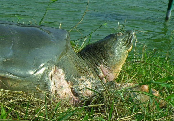 Cá thể rùa còn lại hiện đang sống tại hồ Xuân Khanh, Sơn Tây Hà Nội.