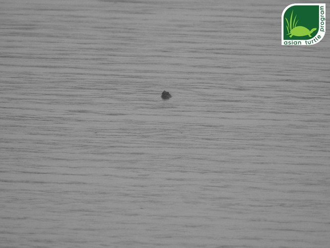 Đầu tháng 11/2019, sau gần 2 năm kiên nhẫn quan sát, chờ đợi, anh Bùi Văn Diện – cán bộ thực địa của Chương trình Bảo tồn Rùa châu Á (ATP) đã chụp được một bức ảnh về cá thể rùa Hoàn Kiếm ở Xuân Khanh.